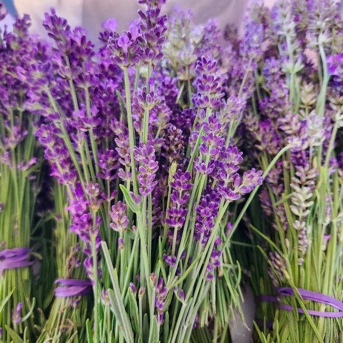 Lavender Essentials