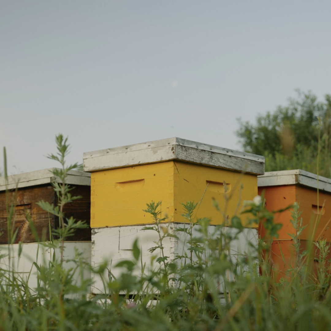 Le fascinant monde de l’apiculture