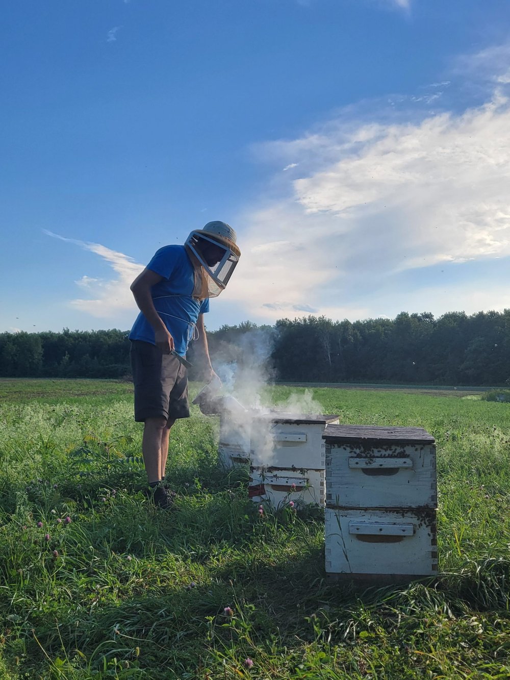 Sea buckthorn, honey and organic market garden