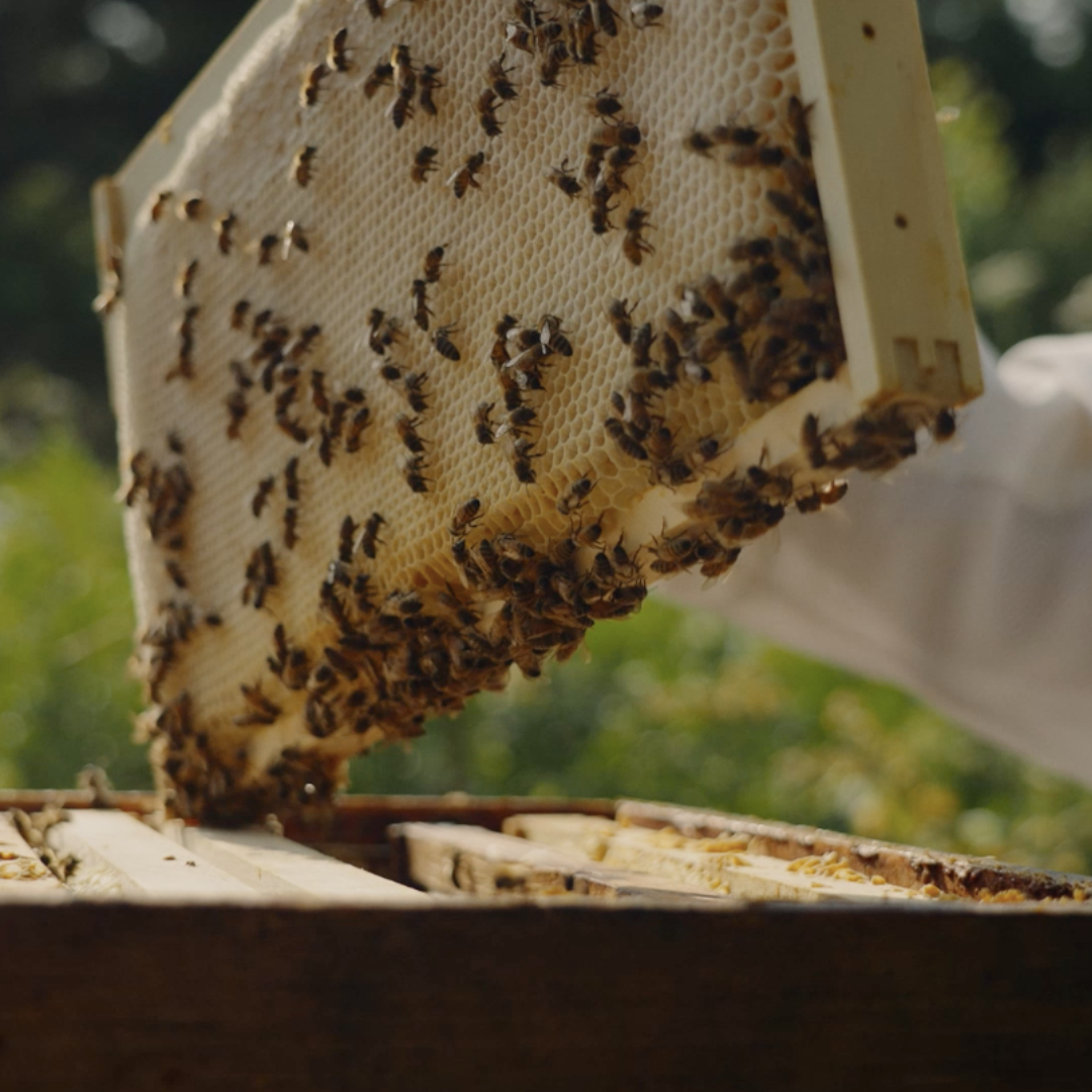 Le fascinant monde de l’apiculture
