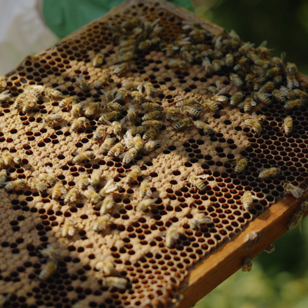 Le fascinant monde de l’apiculture