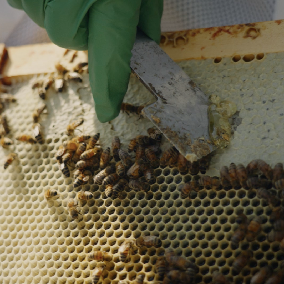 Le fascinant monde de l’apiculture