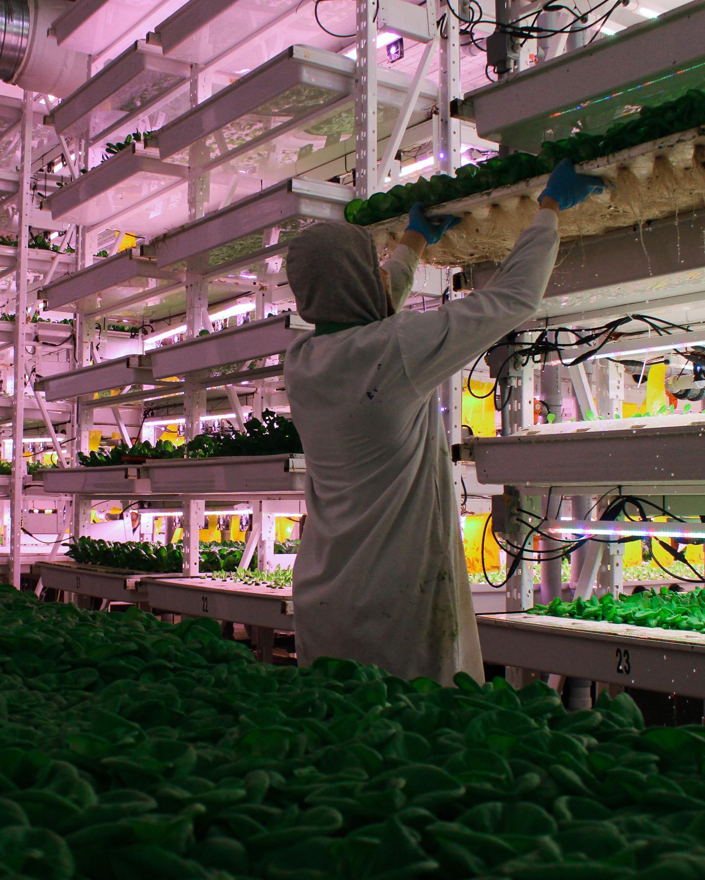 Montréal: la capitale de l’agriculture urbaine
