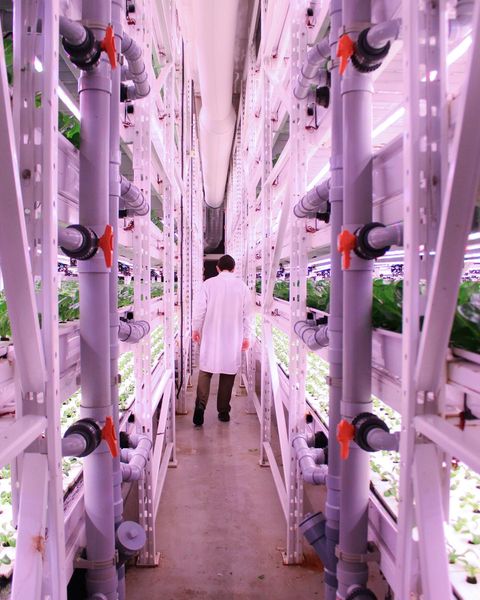 Montréal: la capitale de l’agriculture urbaine