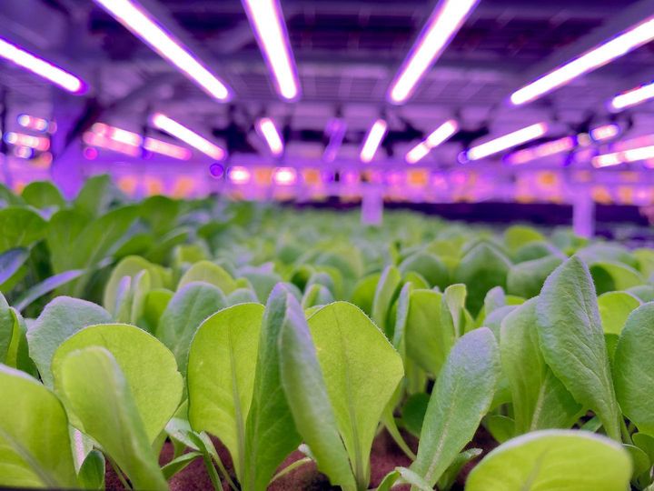Montréal: la capitale de l’agriculture urbaine