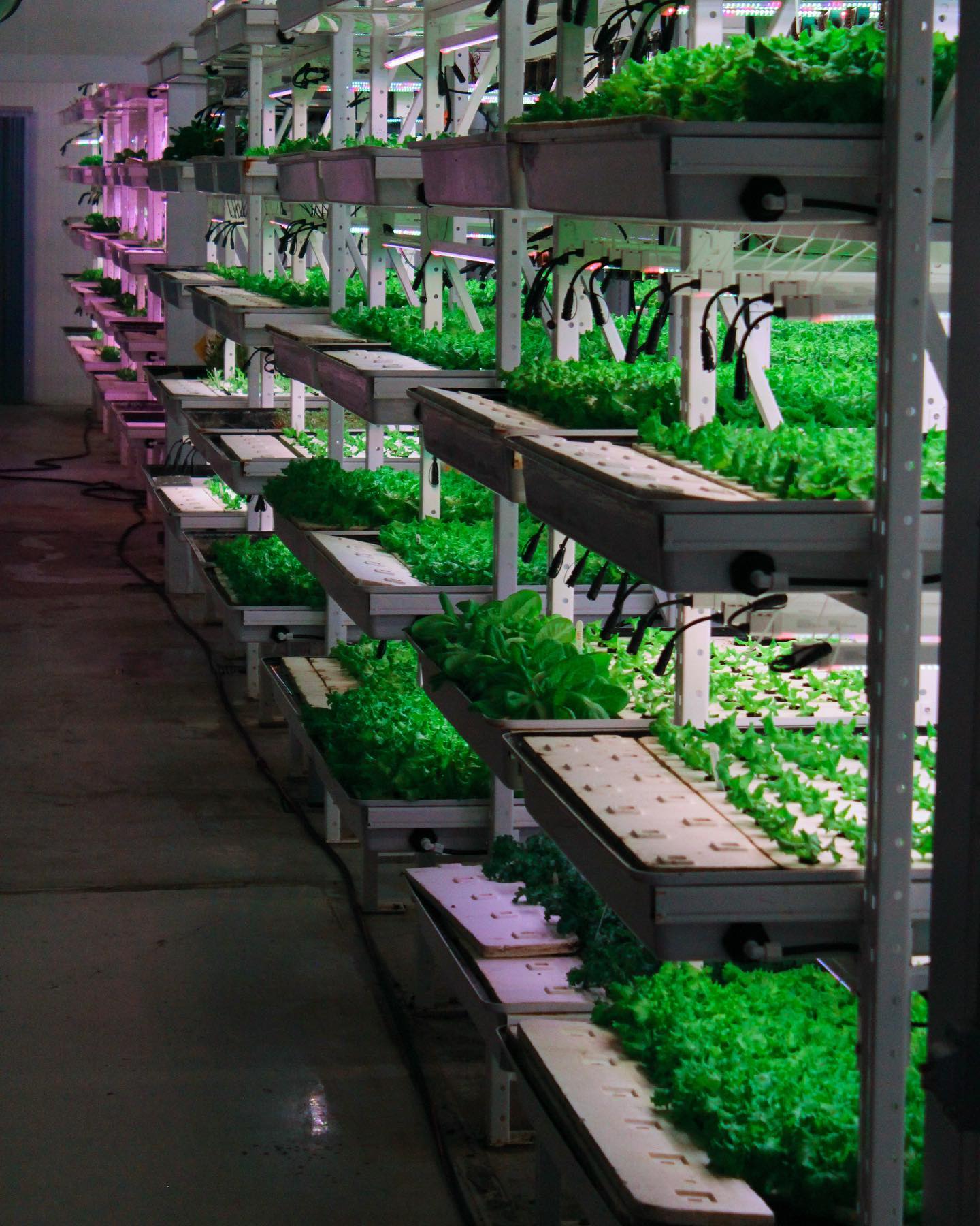 Montréal: la capitale de l’agriculture urbaine