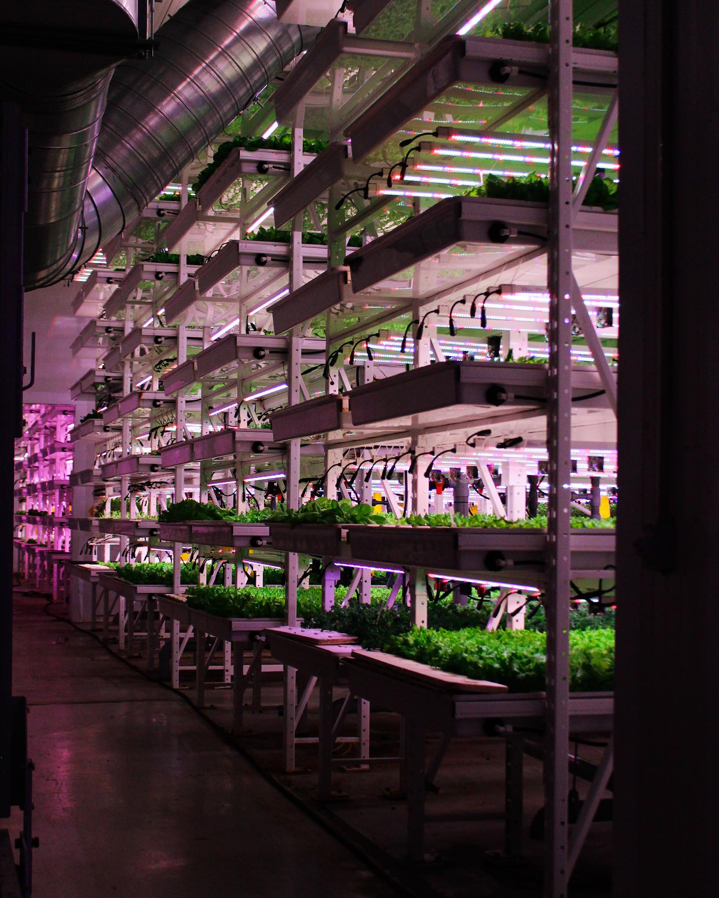 Montréal: la capitale de l’agriculture urbaine