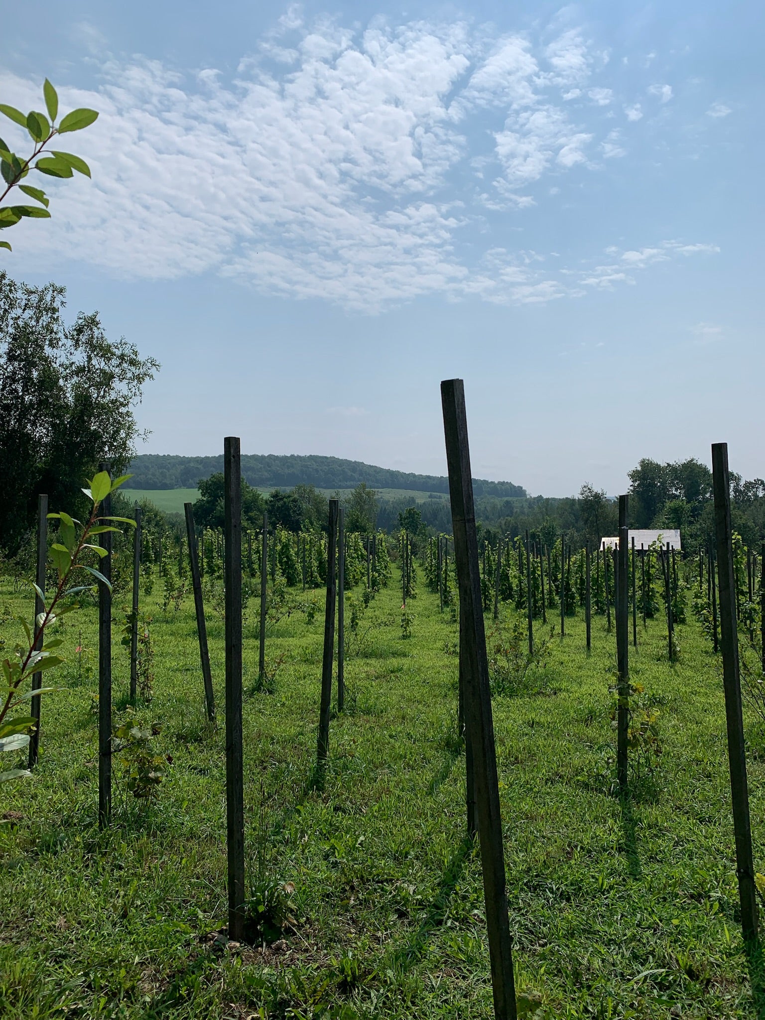 Balade au coeur d’un vignoble et cidrerie biologique