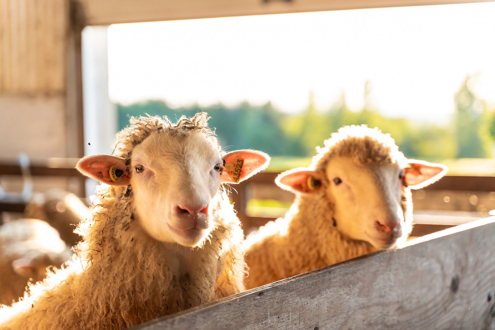 Sheep and valleys: discover sheep production