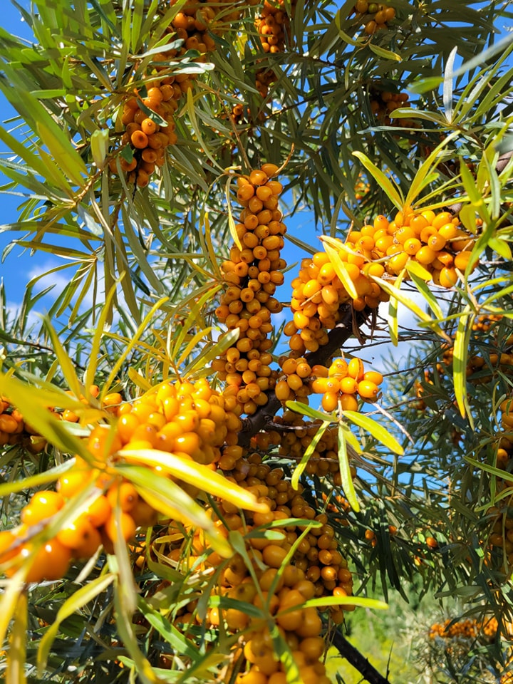 Sea buckthorn, honey and organic market garden