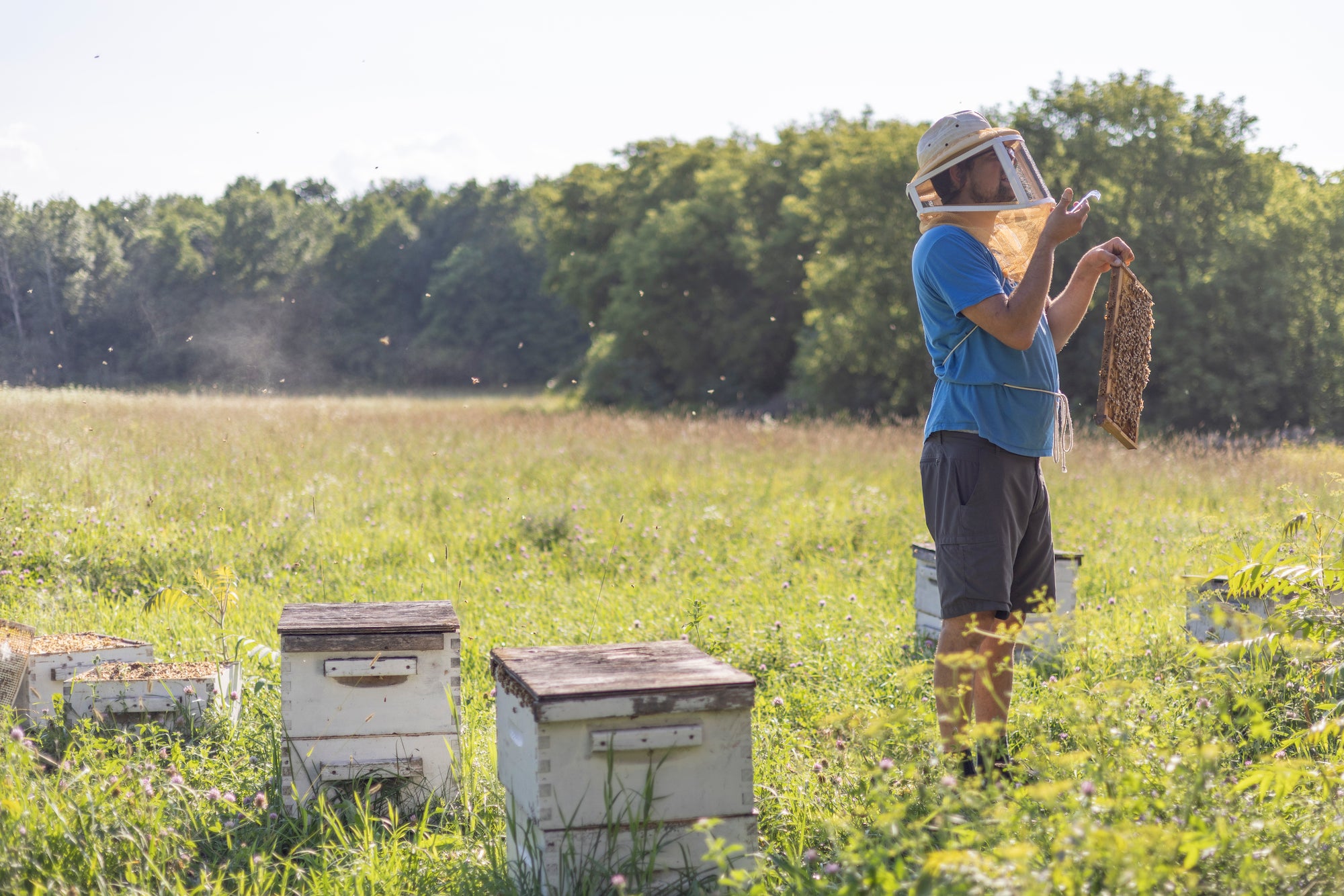 Sea buckthorn, honey and organic market garden