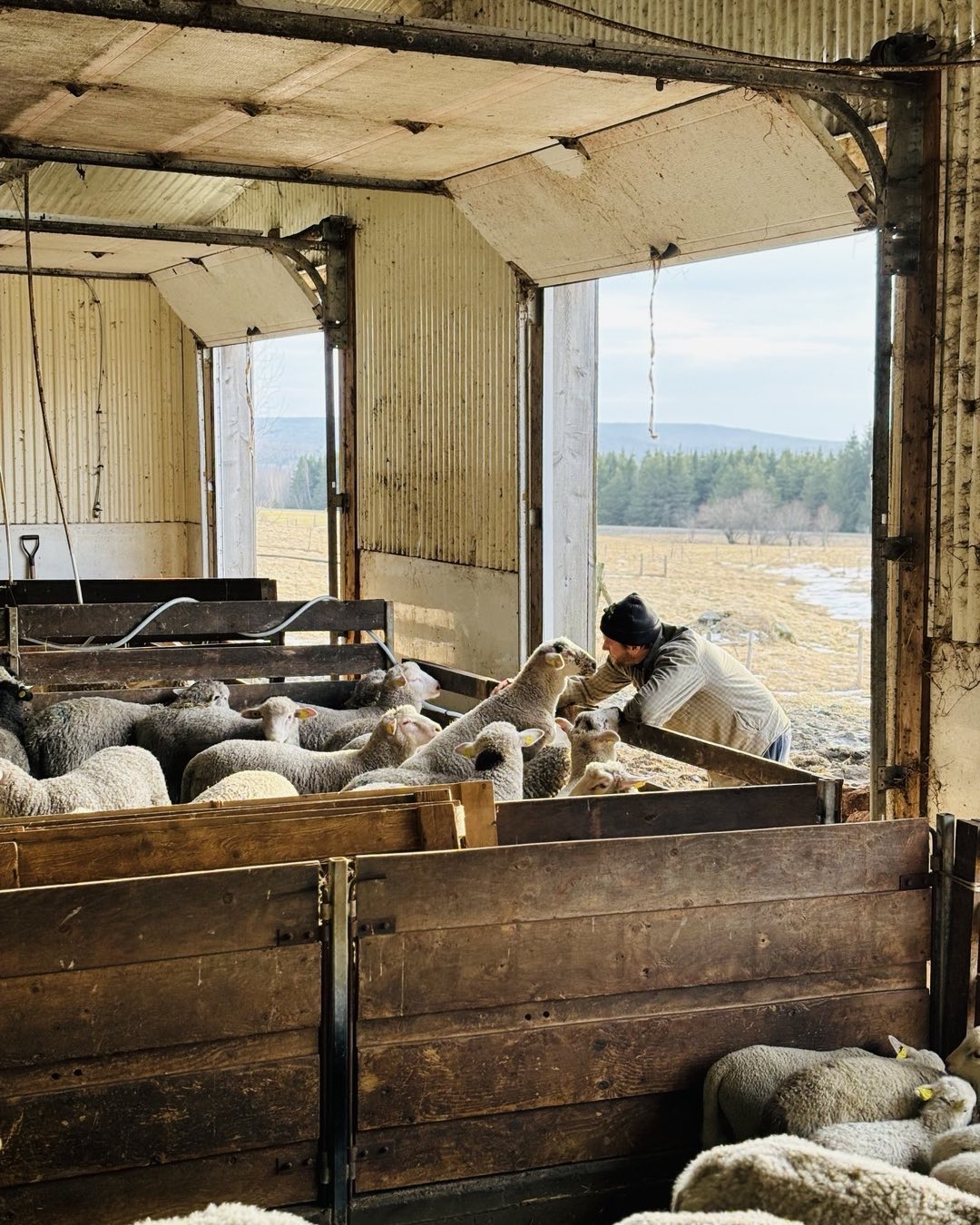 Sheep and valleys: discover sheep production