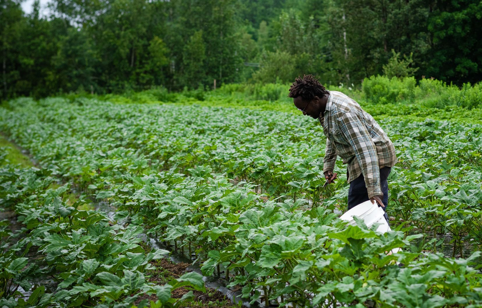 Discovery of exotic vegetables