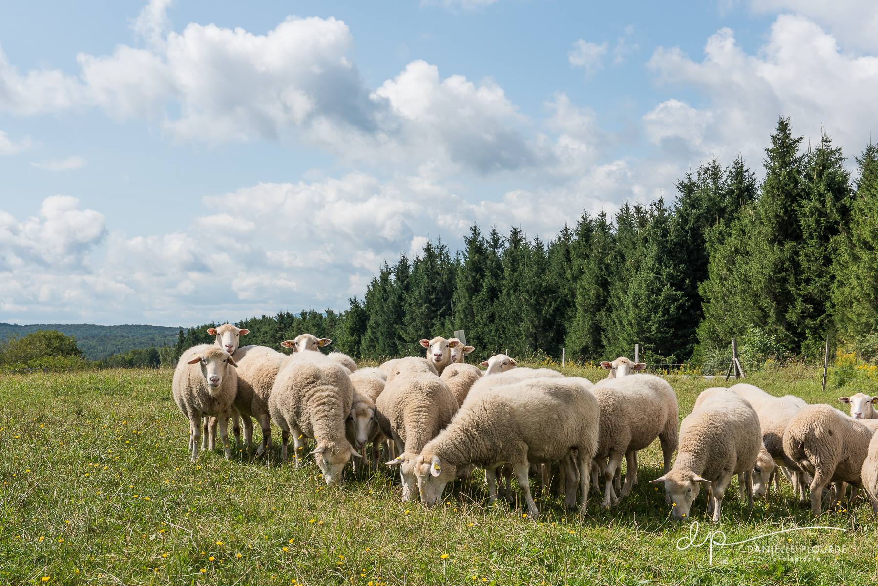 Sheep and valleys: discover sheep production