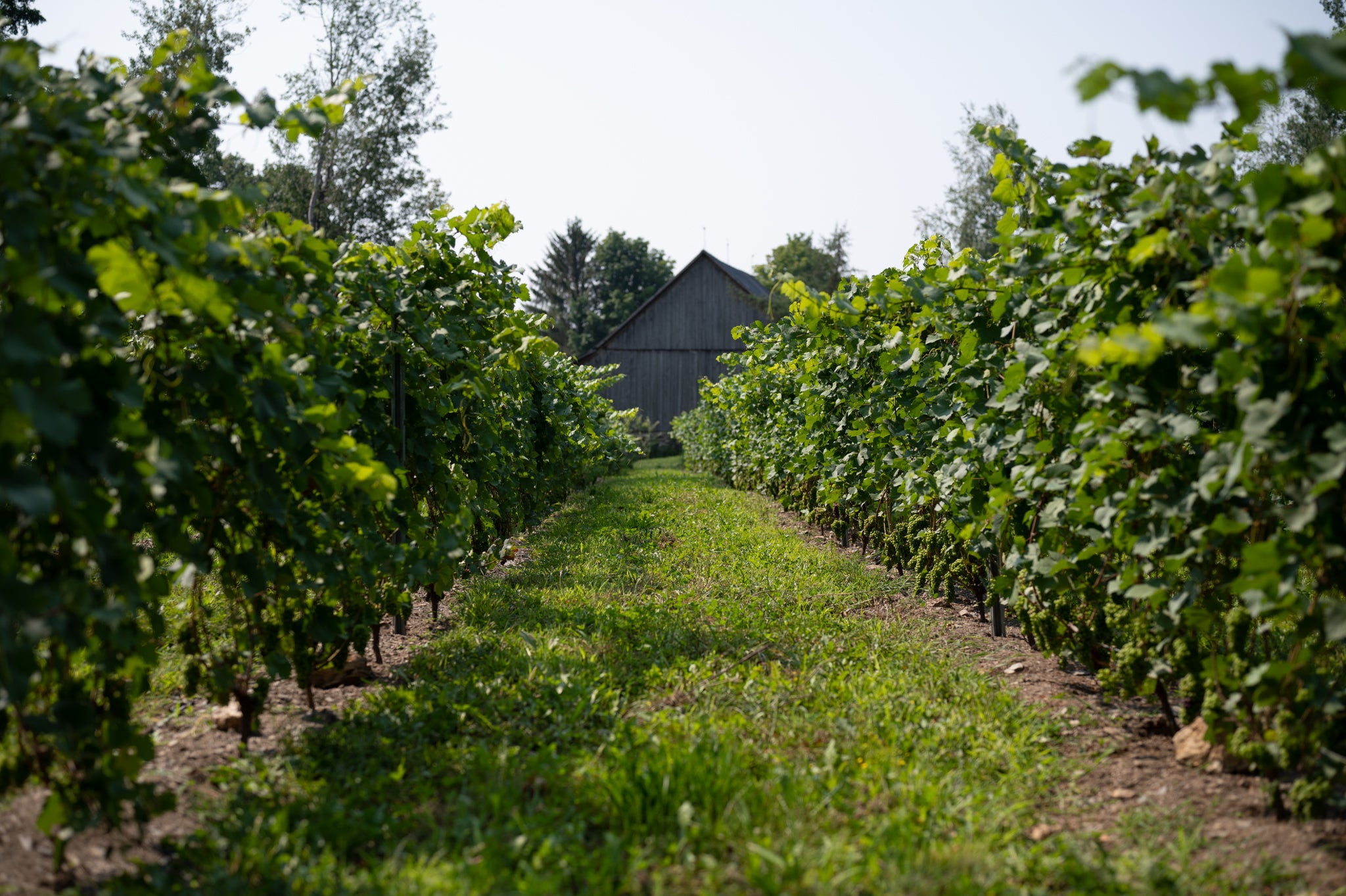 Découvrir La Route des Vins de Brome-Missisquoi