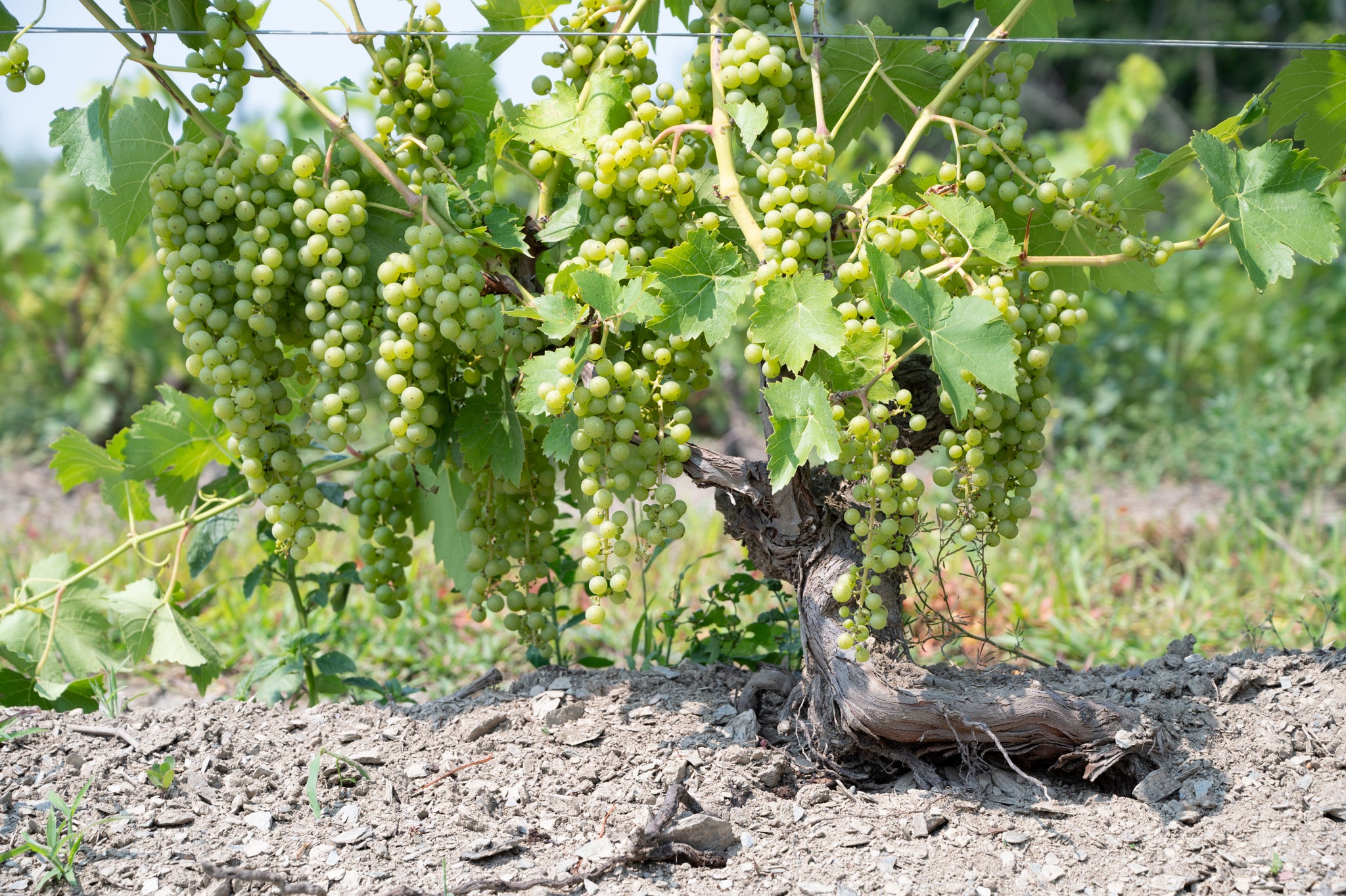Découvrir La Route des Vins de Brome-Missisquoi