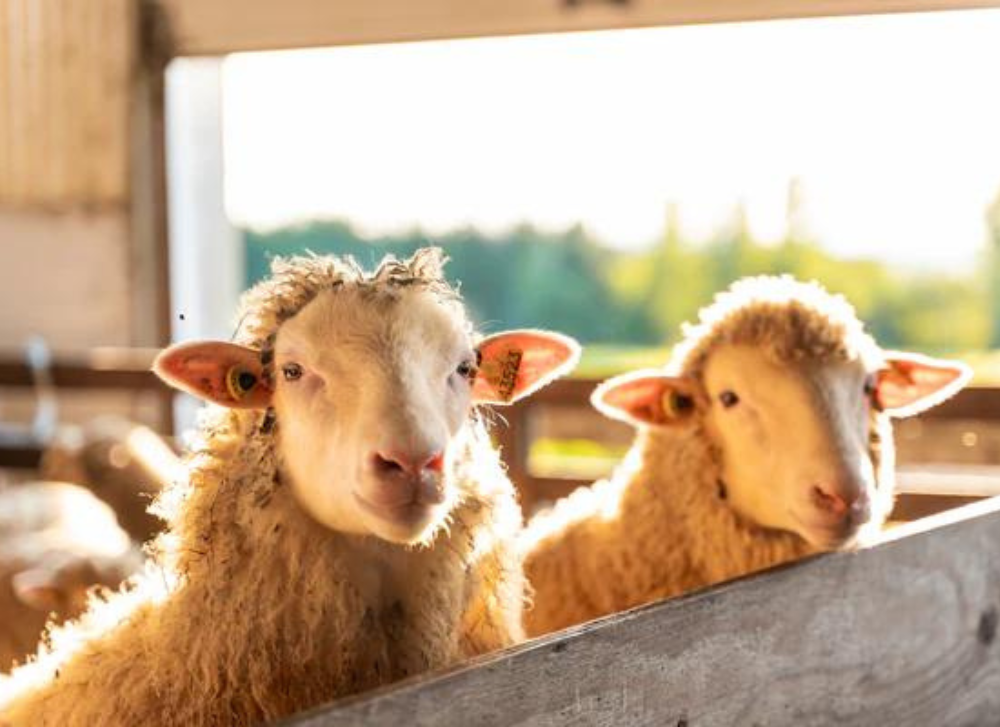 L'essor de l'industrie ovine au Québec