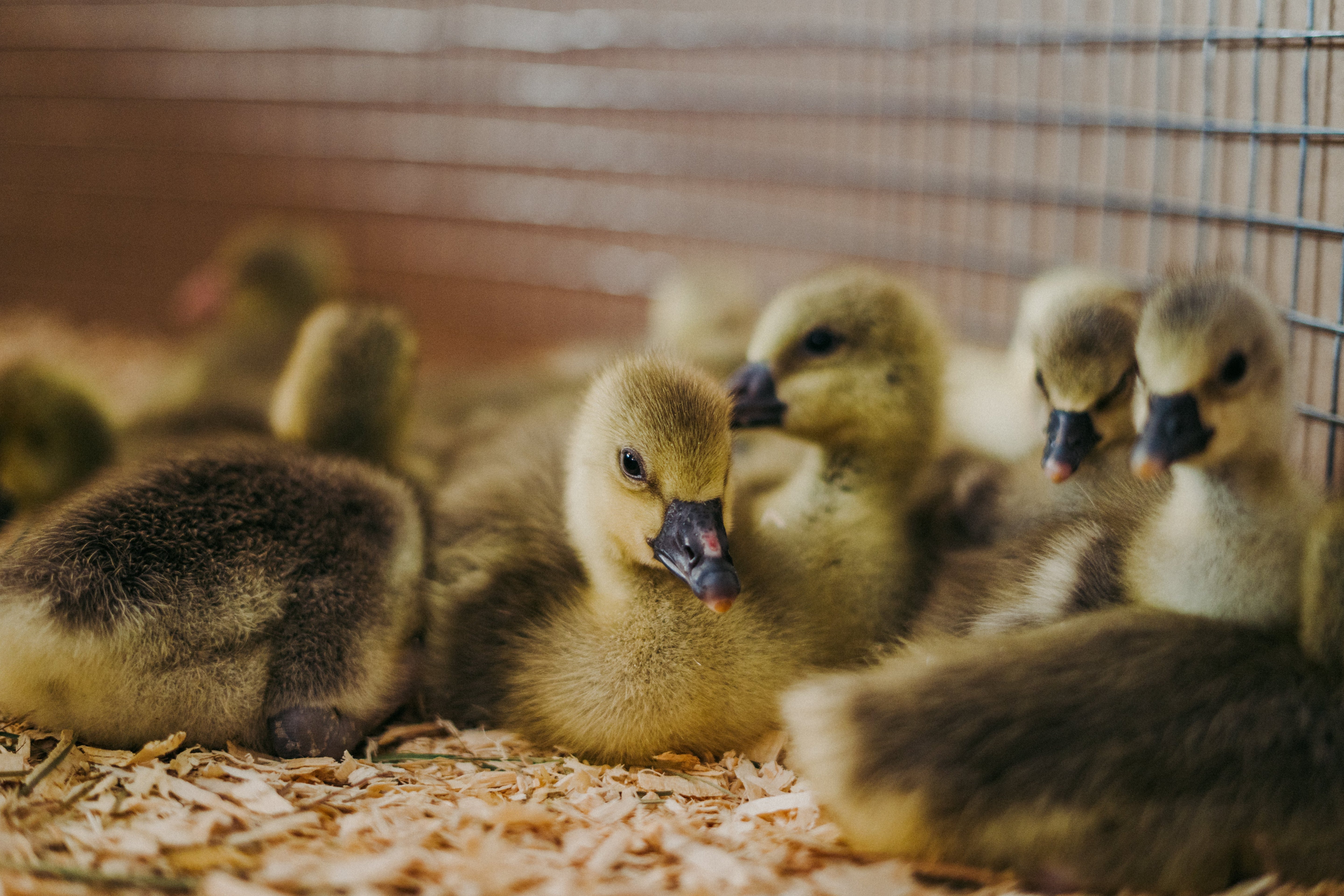 Visit on a goose farm with the theme: Goslings!