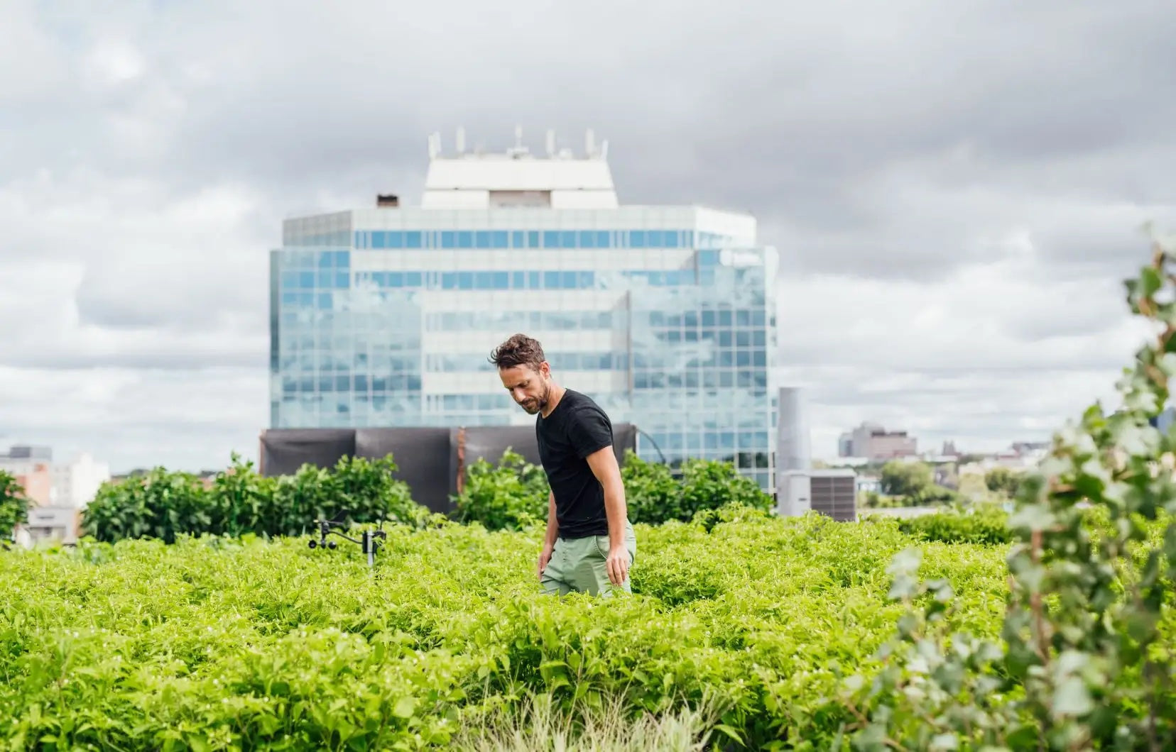 Montréal: la capitale de l’agriculture urbaine