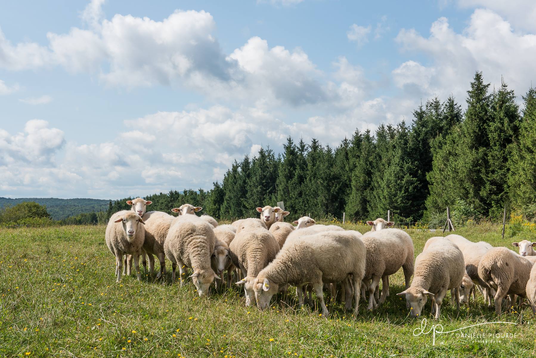 Moutons et vallons: découvrir la production ovine